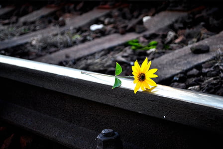 selective color photo of sunflower on rail thumbnail