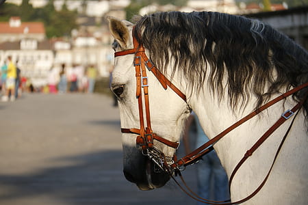 white horse with brown straps thumbnail