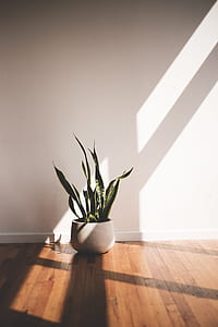 spider plant in pot thumbnail