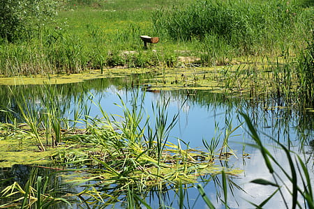 green grass on water thumbnail