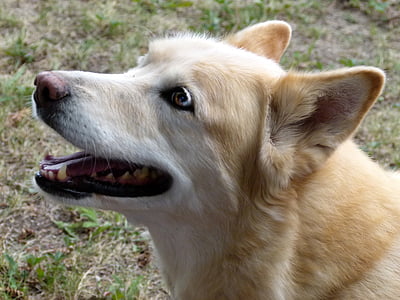 short-coated tan dog thumbnail