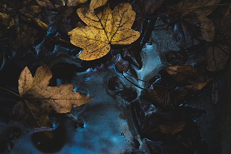 brown leaf on body of water thumbnail