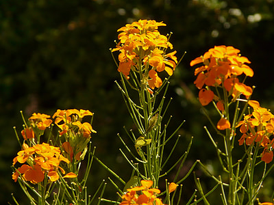 Gold Lacquer, Ornamental Plant thumbnail