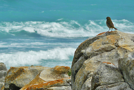 brown bird on grey rock in front of sea thumbnail