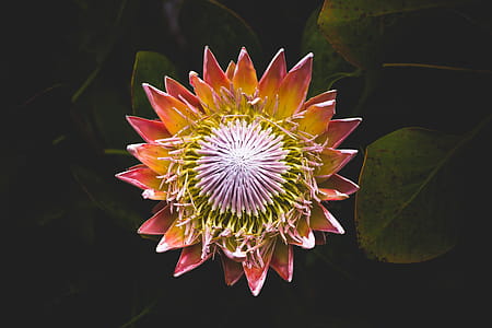 Red and Yellow Flower thumbnail