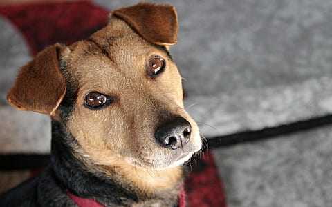 short-coated black and tan dog close-up photography thumbnail
