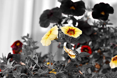 selective focus of yellow and red morning glory in bloom thumbnail