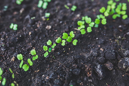 Home gardening - young rucola - top view thumbnail