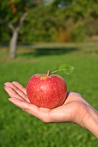 selective focus photography of person holding red apple fruit thumbnail