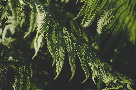 Green Leafed Tree thumbnail