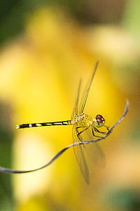 yellow and black dragonfly thumbnail