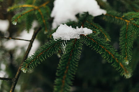 snow on green leafed tree thumbnail
