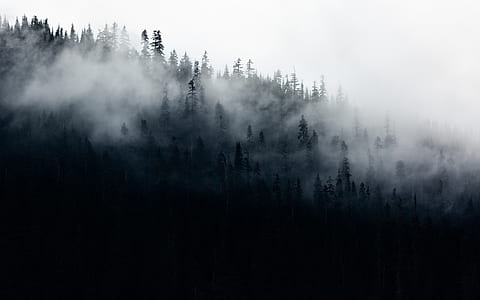 green trees thumbnail