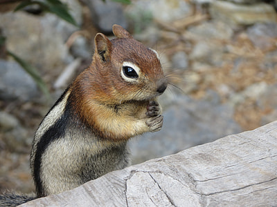 brown squirrel near gray wood log photo taken during daytime thumbnail