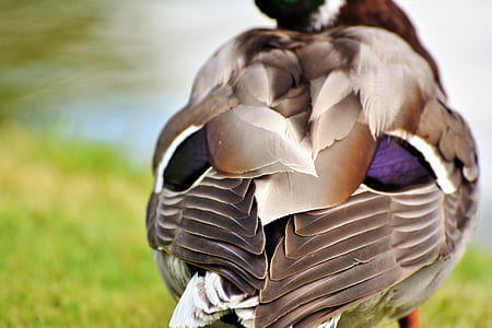 close-up photography of brown duck thumbnail