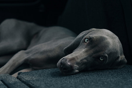 Weimaraner lying thumbnail