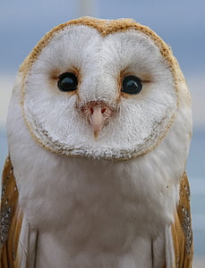 white and brown owl thumbnail