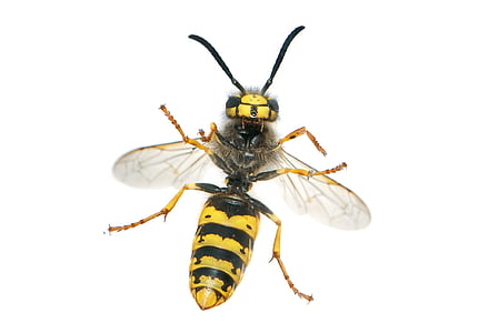 white and black bee against white background thumbnail
