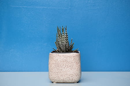 small green and white plant in square white pot over white surface with blue background thumbnail