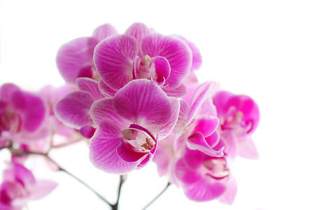 pink orchid flower macro photography thumbnail