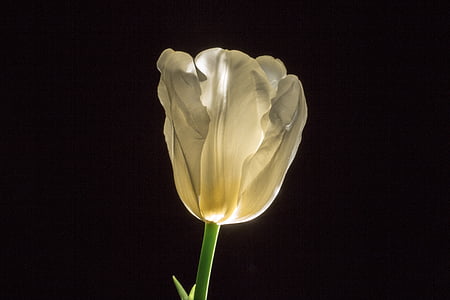 close up photography of white tulip flower thumbnail