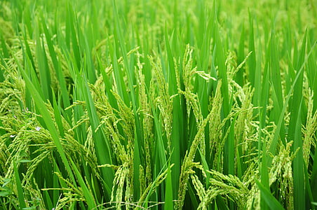 green grasses thumbnail