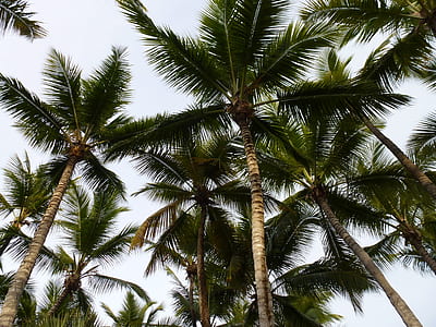 palm trees thumbnail