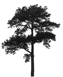 black tree photo thumbnail