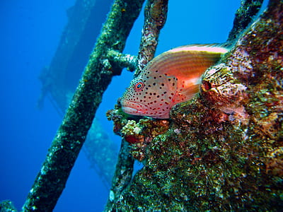 underwater photography of orange fish thumbnail