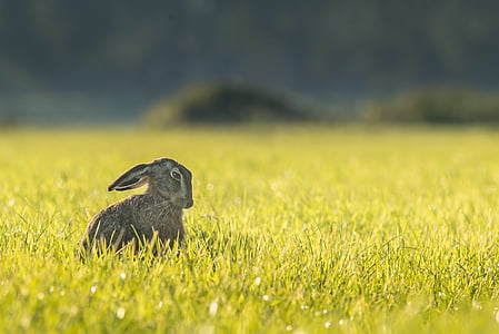 gray rabbit on green grass thumbnail