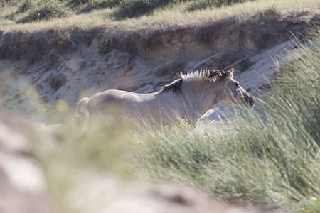 gray and brown horse standing on green grass at daytime thumbnail