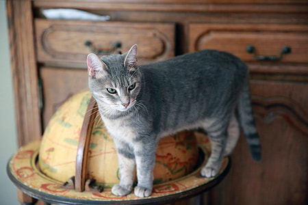 gray cat on desk globe thumbnail