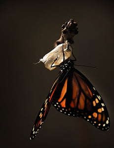 photo of brown and black butterfly came out from cocoon thumbnail