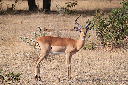 selective focus photography of brown deer thumbnail