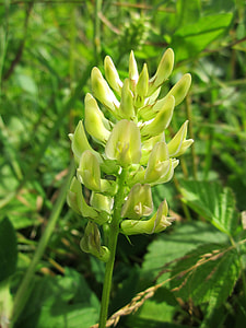Astragalus Glycophyllos thumbnail