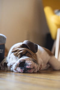 adult white and brown English bulldog sleeping on floor thumbnail