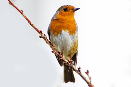 shallow focus photogoraphy of white and brown bird on brown branch of a tree thumbnail