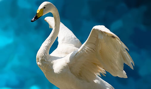swan expanding his wings thumbnail
