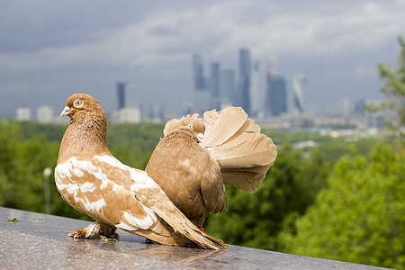 pigeon on gray surface thumbnail