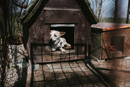 Animals on a farm thumbnail