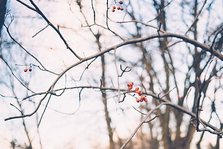 Winter berries thumbnail