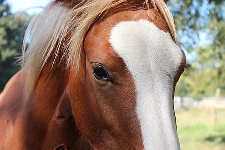selective focus photography of white and brown horse thumbnail