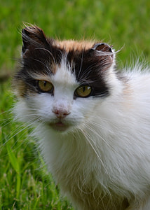close up photo of white and black short-fur cat on green grass thumbnail