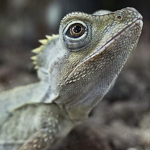 shallow focus photo of gray bearded dragon thumbnail