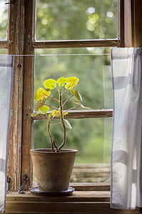 Green Leafed Plant Beside Window thumbnail