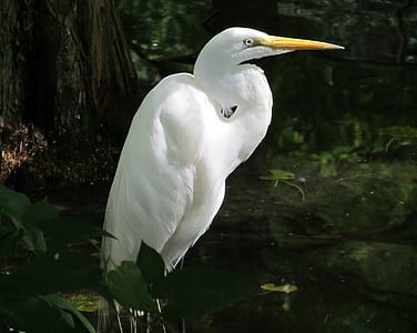 white stork on water surrounded by plants thumbnail