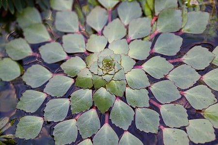 green leaf plant thumbnail