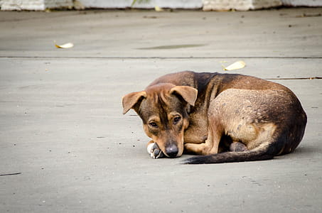 Dog curled up in Thai temple thumbnail