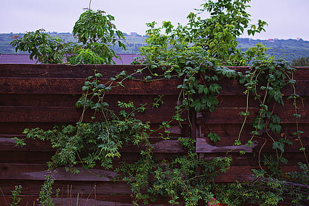 Green Leafed Plants thumbnail