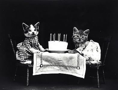 two cat near round cake grayscale photo thumbnail